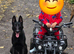 Female Belgain Malinois