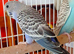 Baby budgies . 12 weeks old and ready to leave.