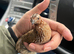 Pakistani quail