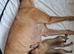 Alaunt/ bull x puppies