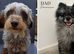 Adorable Doxiepoo x Pomeranian Puppies