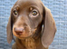 Chocolate &tan female kc reg