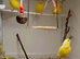 4 x German Roller Canaries