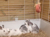 Grey Gerbil