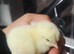 Red laying hen chicks