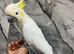 Stunning Super Affectionate Cuddly Tame Lesser Sulphur Crested Cockatoo Parrot,5