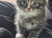 4 x kittens