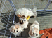 Shichon puppies