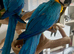 Hand reared blue & gold macaw