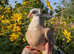 Hand reared fancy pet pigeons available!