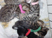 Pure pedigree bengal kittens