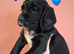 3 stunning kc registered Cocker spaniel puppies left