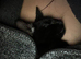 1 male kitten available £30 from long Eaton