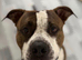 3yr old American staff looking for forever home