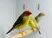 Star finches
