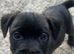 Patterdale dog