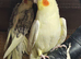 Lutino