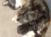 Calico mum maincoon dad
