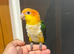 HandReared Friendly Super Tame Cuddly Caique Parrot,10
