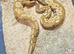 Royal/Ball Pythons available