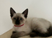 Social & Affectionate Siamese Kittens
