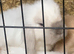 Two brothers for rehome