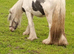 Mini cob gelding
