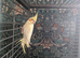Friendly lutino cockatiel 3 months old baby