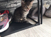 Girls and boys available Persian cross