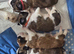 St Bernard puppies for sale