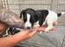 Jack russel puppy’s