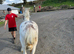 Red Blagdon spotted mare to finish 14hh