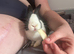 6 rabbits for rehoming and guinea pigs
