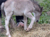 13.2h mare and foal