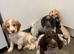 Kc cocker spaniel puppies