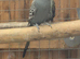 Black wing budgie pair