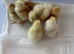 Chicks available