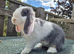 Blue otter split mini lop doe