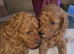 Licensed breeder, red tiny toy cavapoo litter