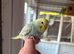Baby rainbow budgies