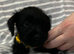 4 stunning Black Patterdale pups
