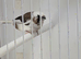 Bengelese finch, chocolate and white. 2 available