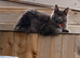 Maine Coon Kittens for sale