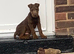 Chocolate boy 8 months old