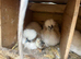 Chickens for sale