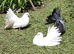 Fantail doves permanently erected tails