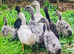 Swedish Ducklings off heat & outside