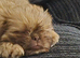 Stunning 12week old Female Shih-tzu