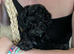 Asian toy poodle girls available