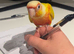 Sun cheek conure